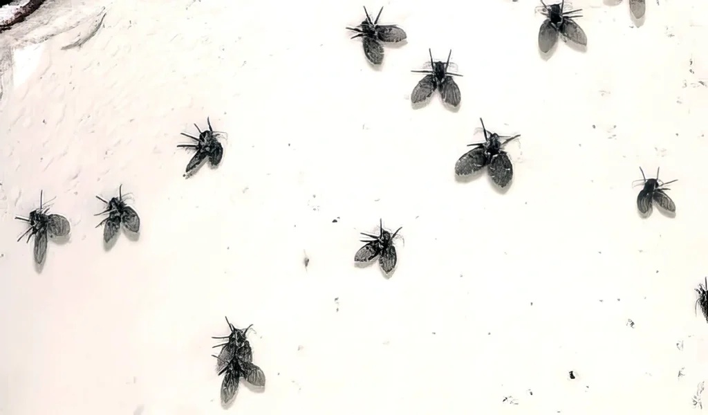 drain-fly-prevention