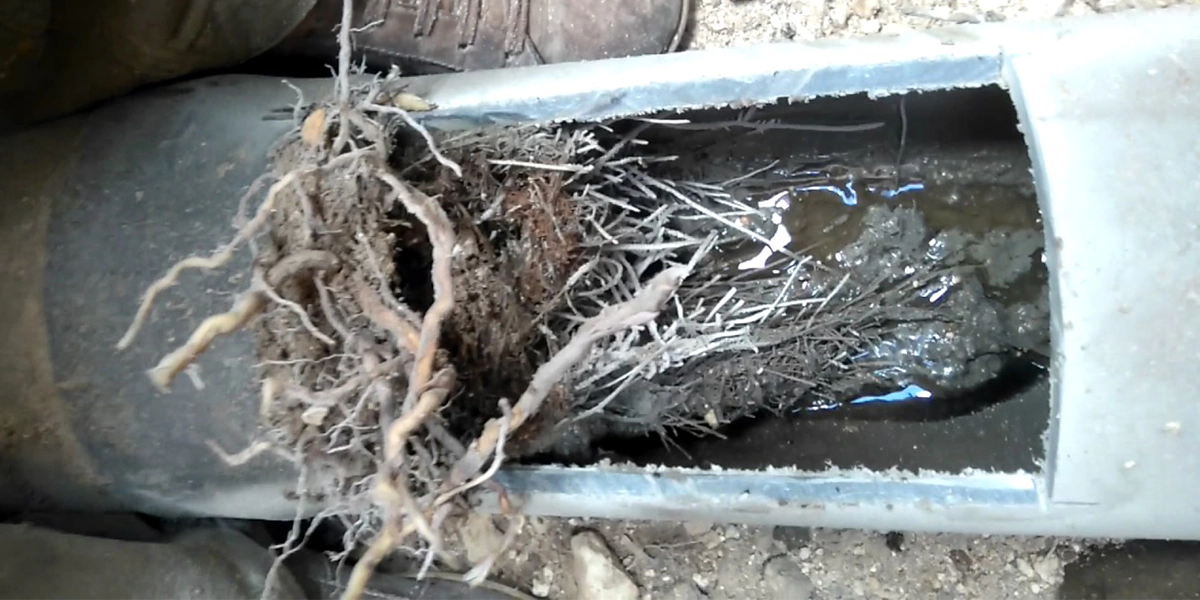 How to Prevent Roots from Damaging Your Sewer Line