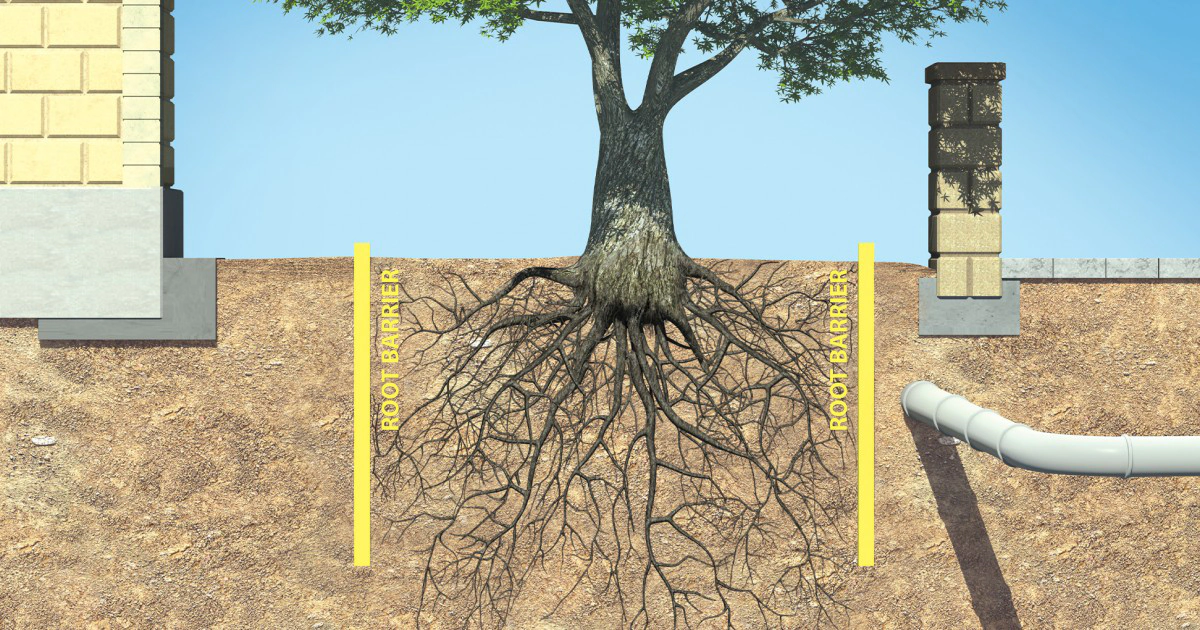 How to Protect Your Plumbing System from Tree Roots