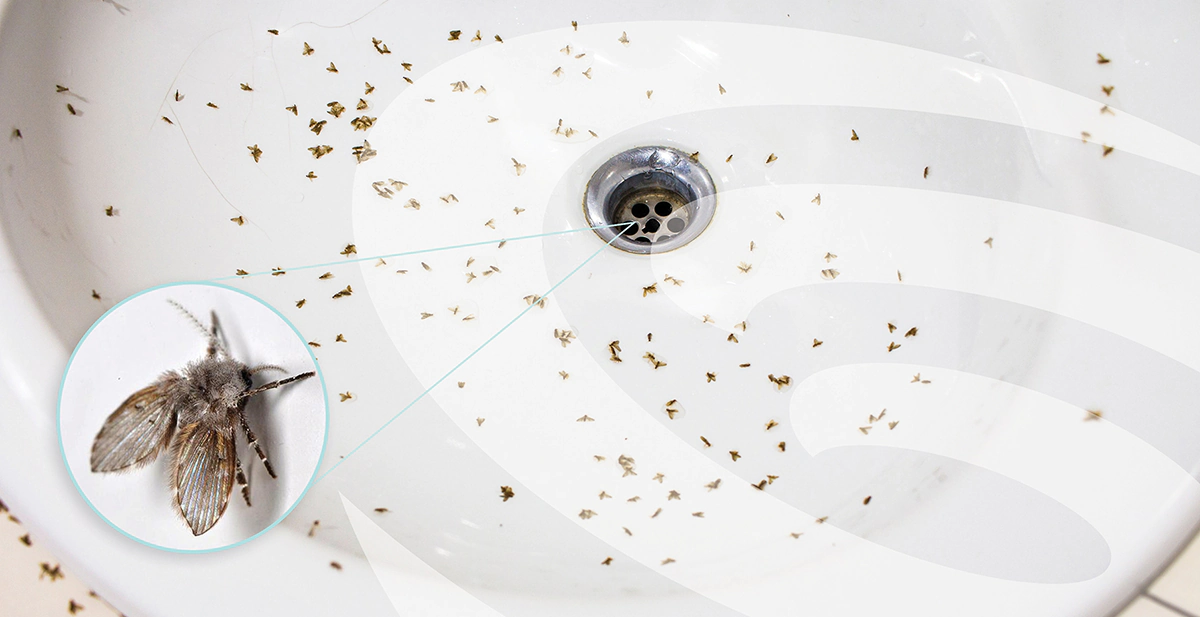 How To Get Rid Of Fruit Flies In The Bathroom