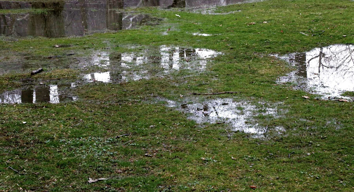 Why Your Backyard Is Always Wet: The Role of French Drains in Drainage